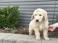 Harper, a female English Goldendoodle for sale in Louisville, KY – Photo 3 of 3