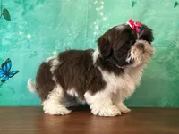 Clover, a female Shih Tzu for sale in Lexington, KY – 3 of 3