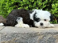 Archie, a male Shichon for sale in Newfield, NJ – Photo 2 of 3