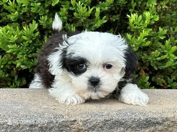 Archie – Shichon puppy for sale in Newfield, NJ