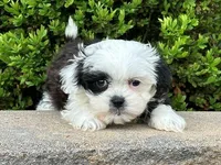 Archie, a male Shichon for sale in Newfield, NJ – Photo 1 of 3