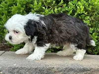 Archie, a male Shichon for sale in Newfield, NJ – Photo 3 of 3
