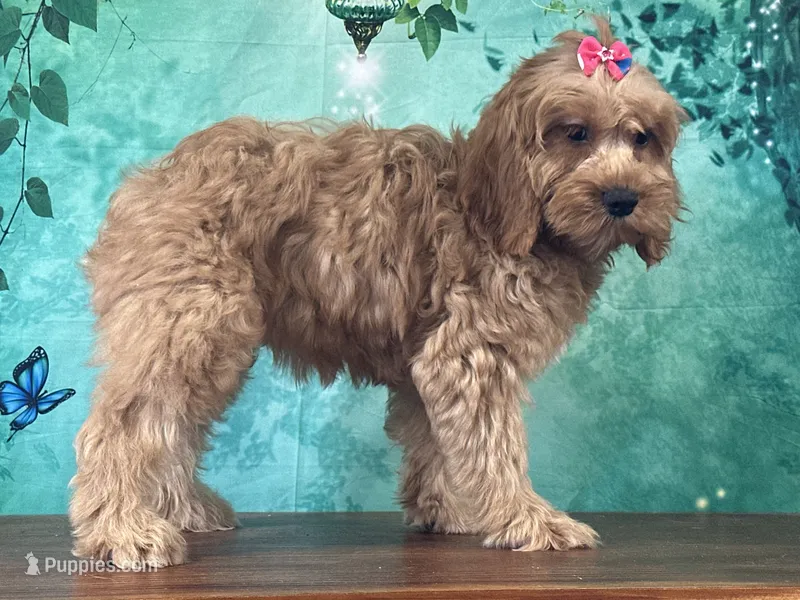 Cupcake – Cockapoo puppy for sale in Lexington, KY