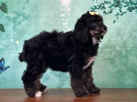 Minnie, a female Poodle - Miniature  for sale in Lexington, KY – 3 of 6