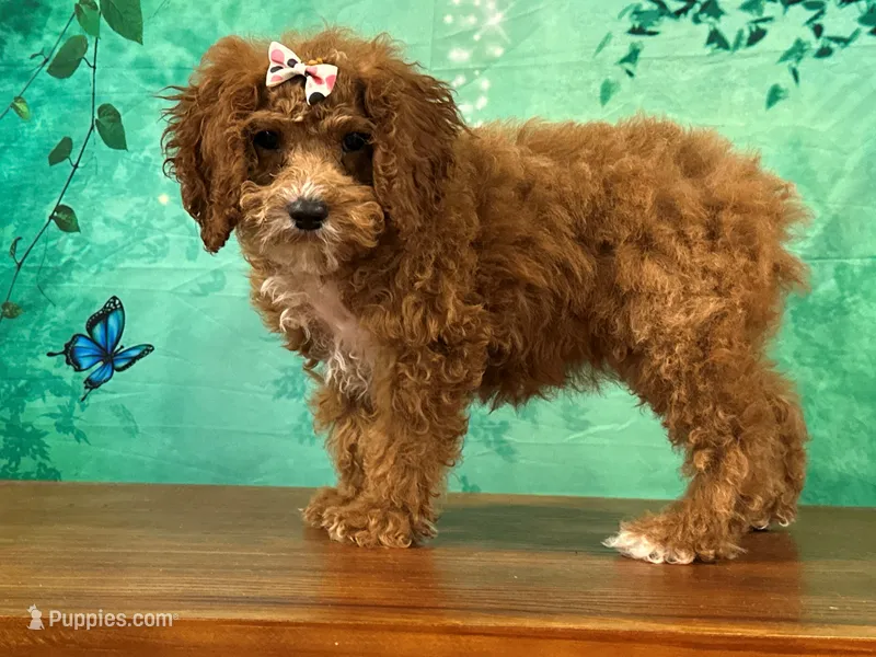 Toffee – Cockapoo puppy for sale in Lexington, KY