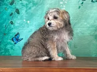 Kona, a female Bichon Frise and Yorkshire Terrier for sale in Lexington, KY – 2 of 3