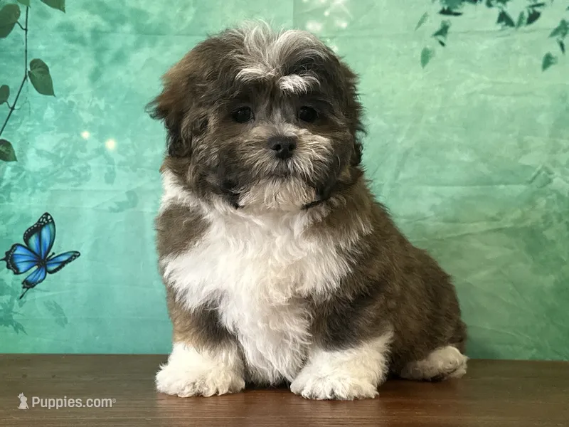 Waffles – Shichon puppy for sale in Lexington, KY