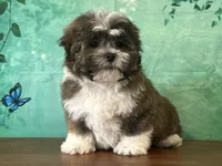 Waffles, a male Shichon for sale in Lexington, KY – 1 of 3