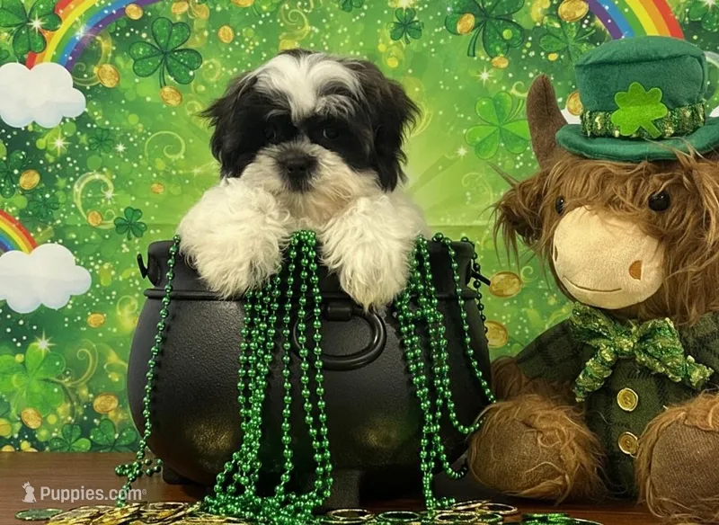 Cody – Shichon puppy for sale in Cincinnati, OH