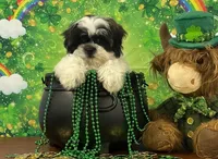 Cody, a male Shichon for sale in Cincinnati, OH – Photo 1 of 3