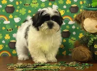 Cody, a male Shichon for sale in Cincinnati, OH – Photo 2 of 3