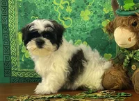 Cody, a male Shichon for sale in Cincinnati, OH – Photo 3 of 3