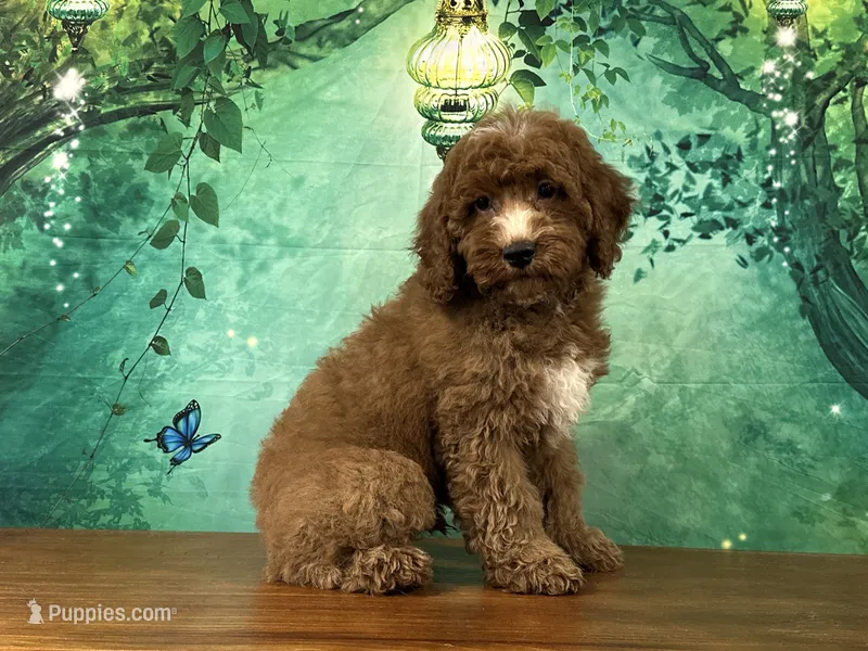 Pudding – Cockapoo puppy for sale in Lexington, KY
