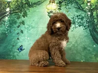 Pudding, a male Cockapoo for sale in Lexington, KY – 1 of 4