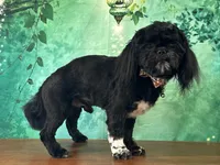 Gizmo, a male Shih Tzu for sale in Lexington, KY – 3 of 6