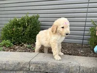 Ruby, a female English Goldendoodle for sale in Louisville, KY – Photo 1 of 3