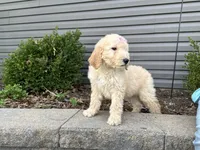 Ruby, a female English Goldendoodle for sale in Louisville, KY – Photo 2 of 3