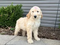 Ruby, a female English Goldendoodle for sale in Louisville, KY – Photo 3 of 3