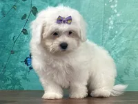 Sugar, a female Shichon for sale in Cincinnati, OH – 3 of 3