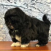 Gizmo, a male Shih Tzu for sale in Cincinnati, OH – Photo 2 of 3