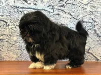 Gizmo, a male Shih Tzu for sale in Owenton, KY – Photo 2 of 3