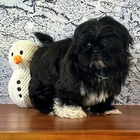 Gizmo, a male Shih Tzu for sale in Cincinnati, OH – Photo 3 of 3