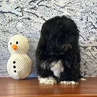 Gizmo, a male Shih Tzu for sale in Cincinnati, OH – Photo 1 of 3
