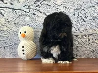 Gizmo, a male Shih Tzu for sale in Owenton, KY – Photo 1 of 3