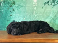 Yorke , a male Bichon Frise and Yorkshire Terrier for sale in Cincinnati, OH – 4 of 10
