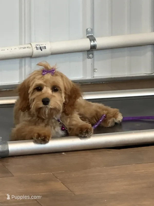 Cassie – Cockapoo puppy for sale in Lexington, KY