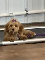 Cassie, a female Cockapoo for sale in Lexington, KY – 1 of 1