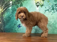Butters , a male Cockapoo for sale in Lexington, KY – 3 of 4