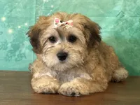 Lucy, a female Bichon Frise and Yorkshire Terrier for sale in Lexington, KY – 1 of 3
