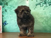 Kenny, a male Shichon for sale in Cincinnati, OH – 2 of 3