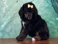 Minnie, a female Poodle - Miniature  for sale in Lexington, KY – 2 of 6