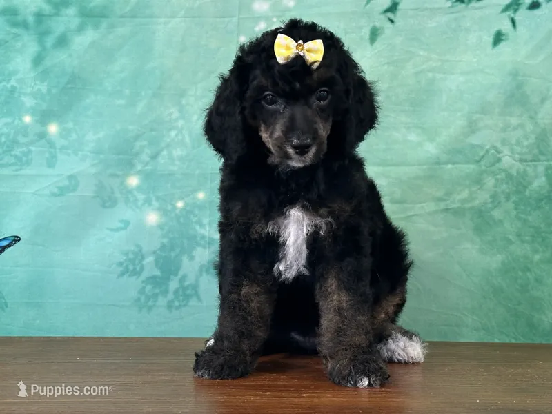 Minnie – Poodle - Miniature  puppy for sale in Lexington, KY