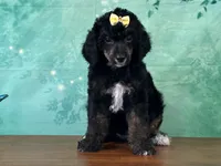 Minnie, a female Poodle - Miniature  for sale in Lexington, KY – 1 of 6