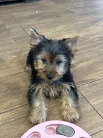 Leo, a male Yorkshire Terrier for sale in Cincinnati, OH – 2 of 8