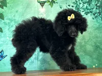 Mulan, a female Poodle - Miniature  for sale in Cincinnati, OH – 2 of 10