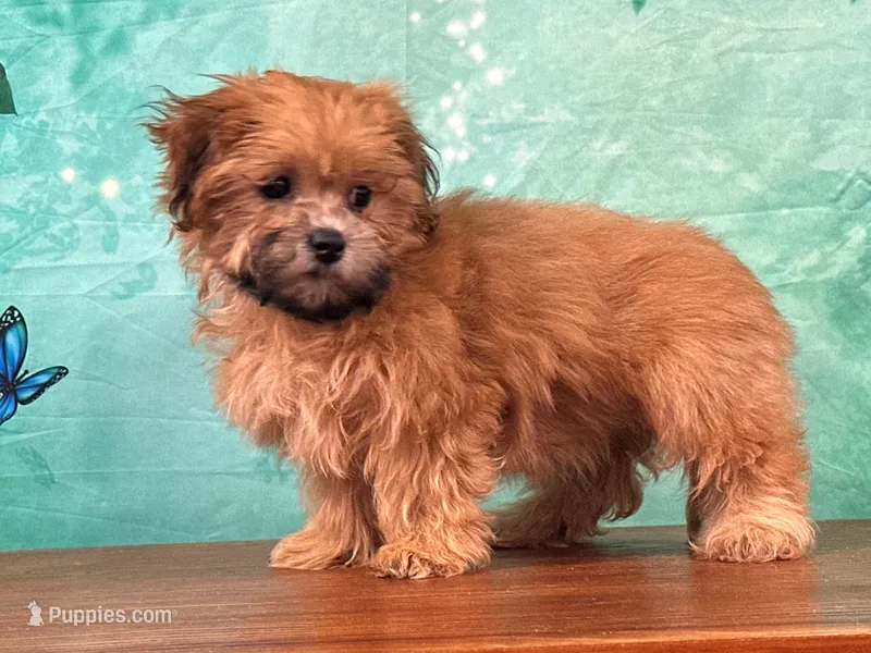 River – Shichon puppy for sale in Lexington, KY