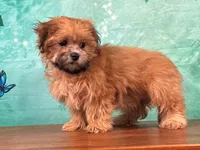 River, a male Shichon for sale in Lexington, KY – 1 of 3