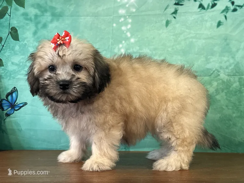 Annie – Shichon puppy for sale in Cincinnati, OH
