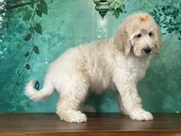 Tiara, a female Goldendoodle for sale in Lexington, KY – 3 of 3