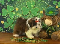 Pebbles , a female Shichon for sale in Cincinnati, OH – Photo 2 of 3