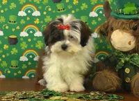 Pebbles , a female Shichon for sale in Cincinnati, OH – Photo 3 of 3