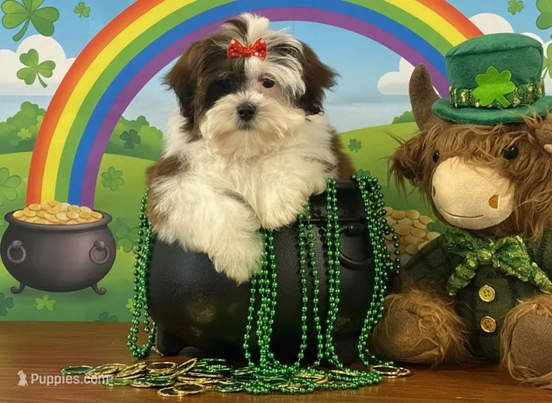 Pebbles  – Shichon puppy for sale in Cincinnati, OH