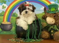 Pebbles , a female Shichon for sale in Cincinnati, OH – Photo 1 of 3