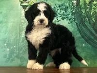 Billy , a male Bernedoodle for sale in Lexington, KY – 1 of 3