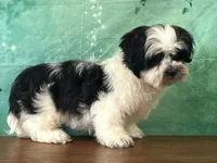 Toby, a male Shichon for sale in Cincinnati, OH – 2 of 3