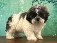 Penny, a female Shichon for sale in Lexington, KY – 3 of 3